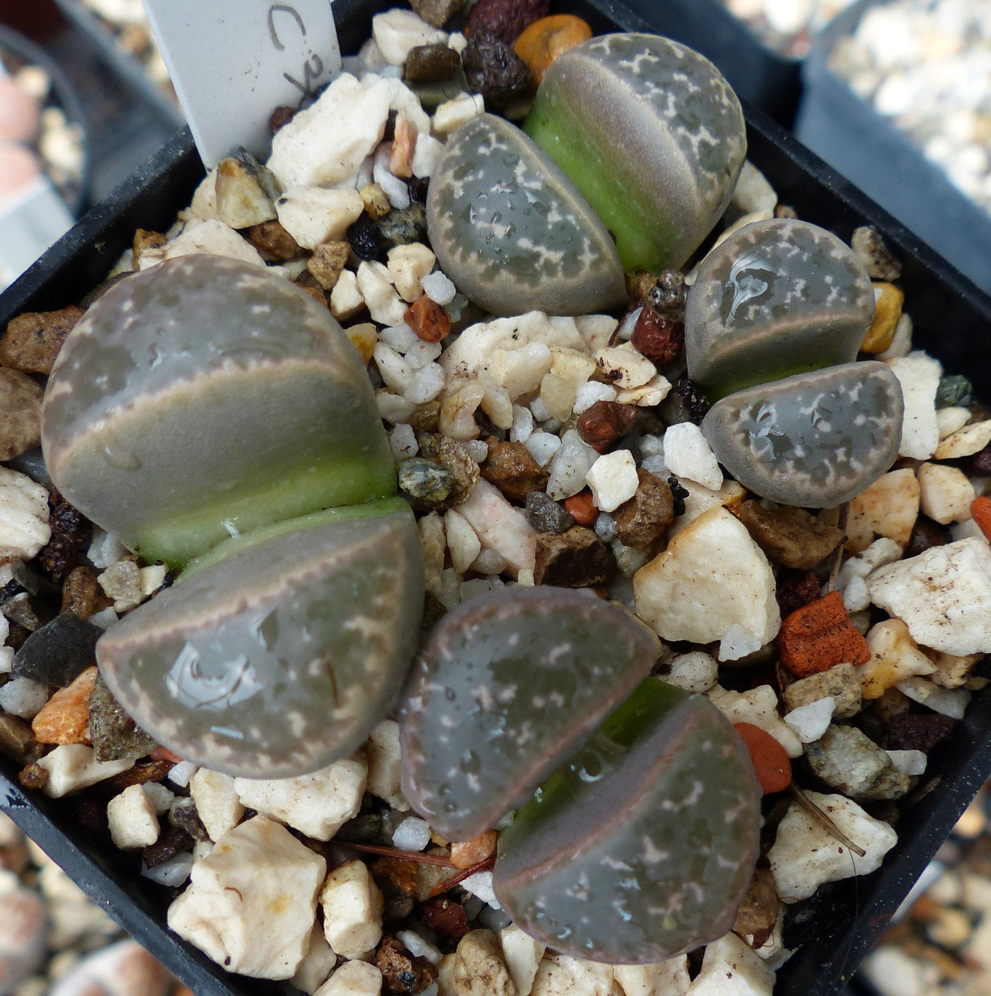 Lithops naureeniae C304