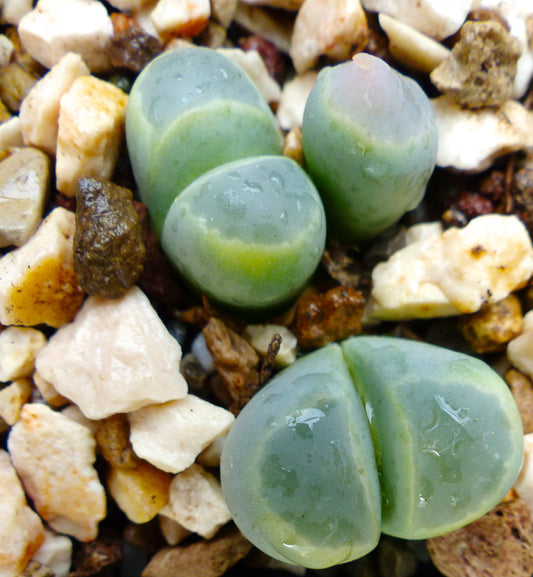 Lithops olivacea v. olivacea C109 SEEDS