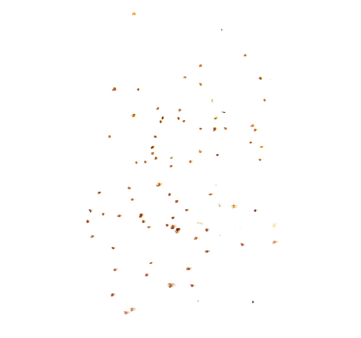 白い背景に散りばめられたリトプス・オリヴァケア・バーサス・オリヴァケア多肉植物の種子