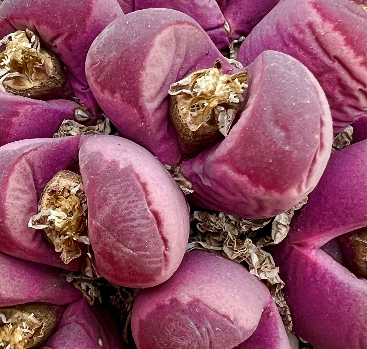 ลิโธปส์ ออพติกา 'รูบร้า' ต้นอวบน้ำที่มีใบเรียบ อวบอิ่ม สีชมพูเข้มถึงม่วง พร้อมเศษดอกไม้แห้ง