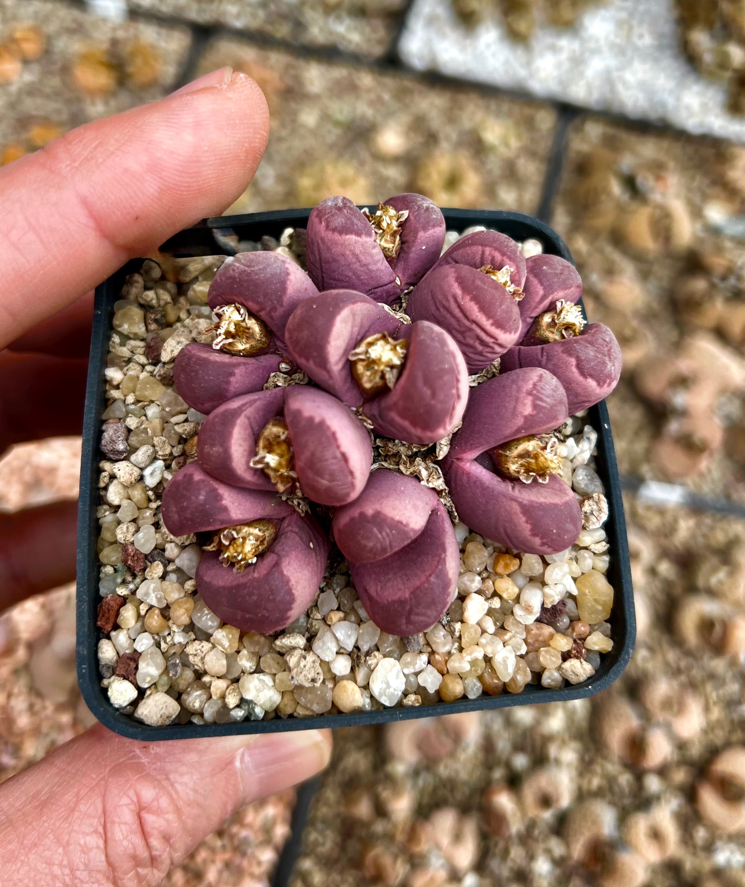 Lithops optica 'rubra' C81A | 珍しい種子 | 開花石 | 今すぐ購入