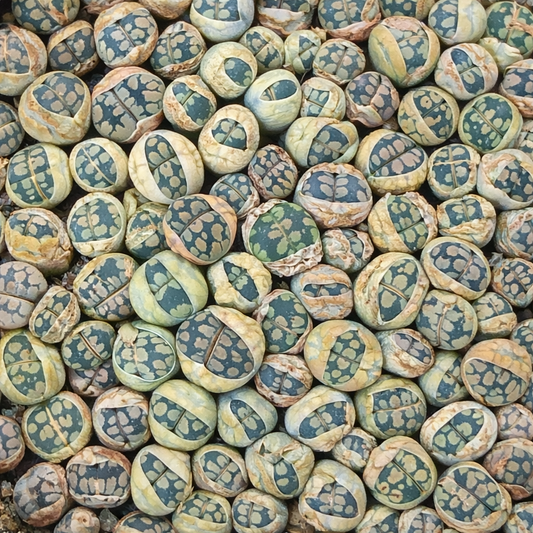 Semi di Lithops otzeniana succulente con aspetto a pietra decorata e colori variegati