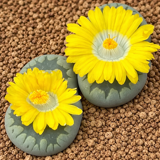 Succulenta Lithops otzeniana var. aquamarine con fiori giallo brillante e foglie dal motivo grigio-verde