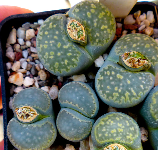 Lithops salicola C321 SEEDS