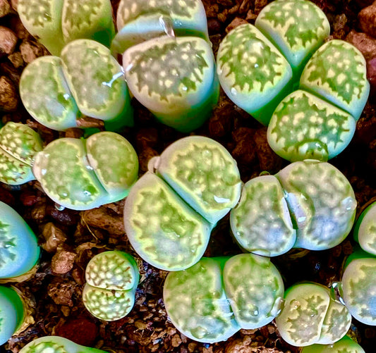 Lithops salicola succulent with rounded, fleshy leaves and intricate green patterns on top