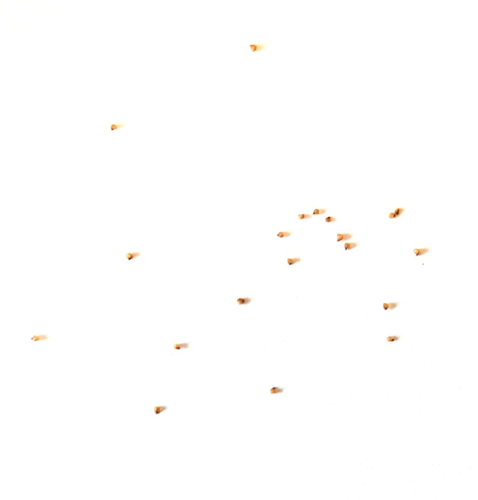 Lithops salicola 'Malachite' vetplantzaadjes verspreid op een witte achtergrond