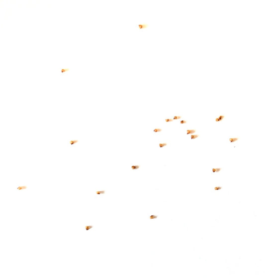 Lithops salicola 'Malachite' vetplantzaadjes verspreid op een witte achtergrond