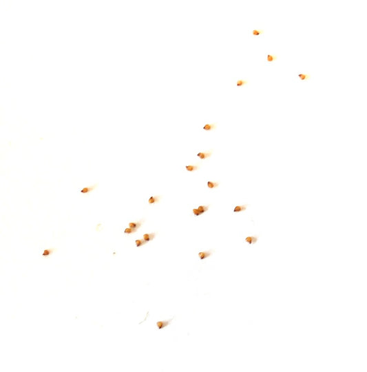 Graines petites de succulente Lithops salicola sur fond blanc