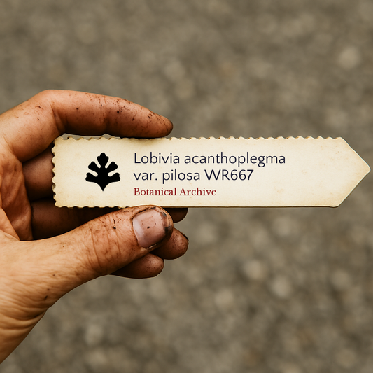 ลอเบียนิเวีย อะคันโธเพลกมา วาริเอที พิโลซา WR667 เมล็ดพันธุ์