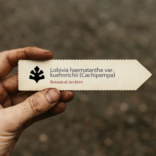 Lobivia haematantha var. kuehnrichii (Cachipampa) SAMEN