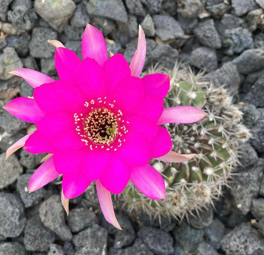 Semillas de Lobivia cardenasiana R498