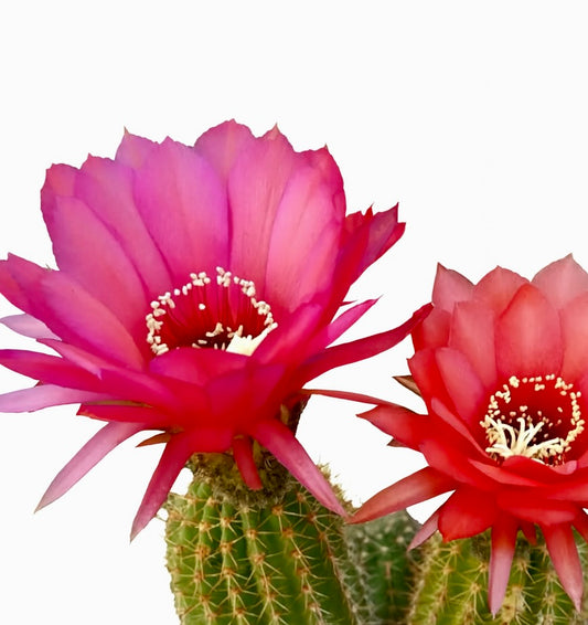 Lobivia herzogianus cactus with vibrant pink and red large blooming flowers and spiny green stems