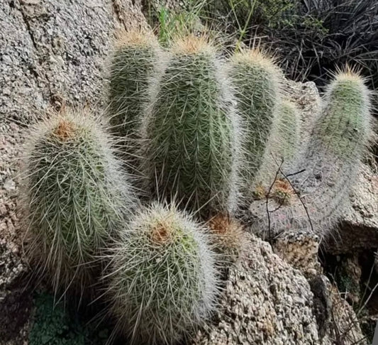 Lobivia huascha cluster of green cylindrical cacti with dense white spines on rocky terrain