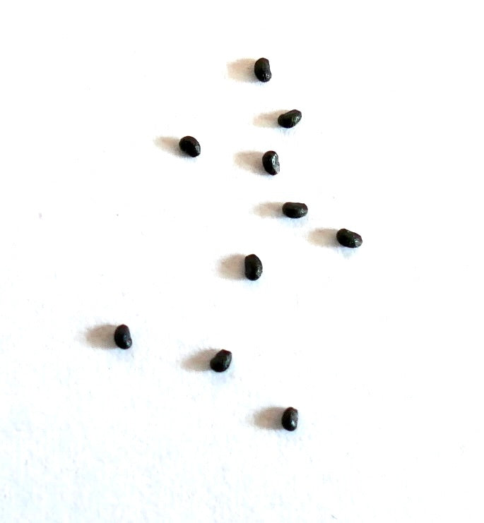 Lobivia narvaezensis SEEDS