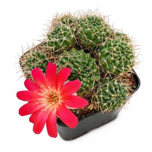 Lobivia pampana Kaktus mit dichten Stacheln und lebendig roter Blüte im schwarzen Topf