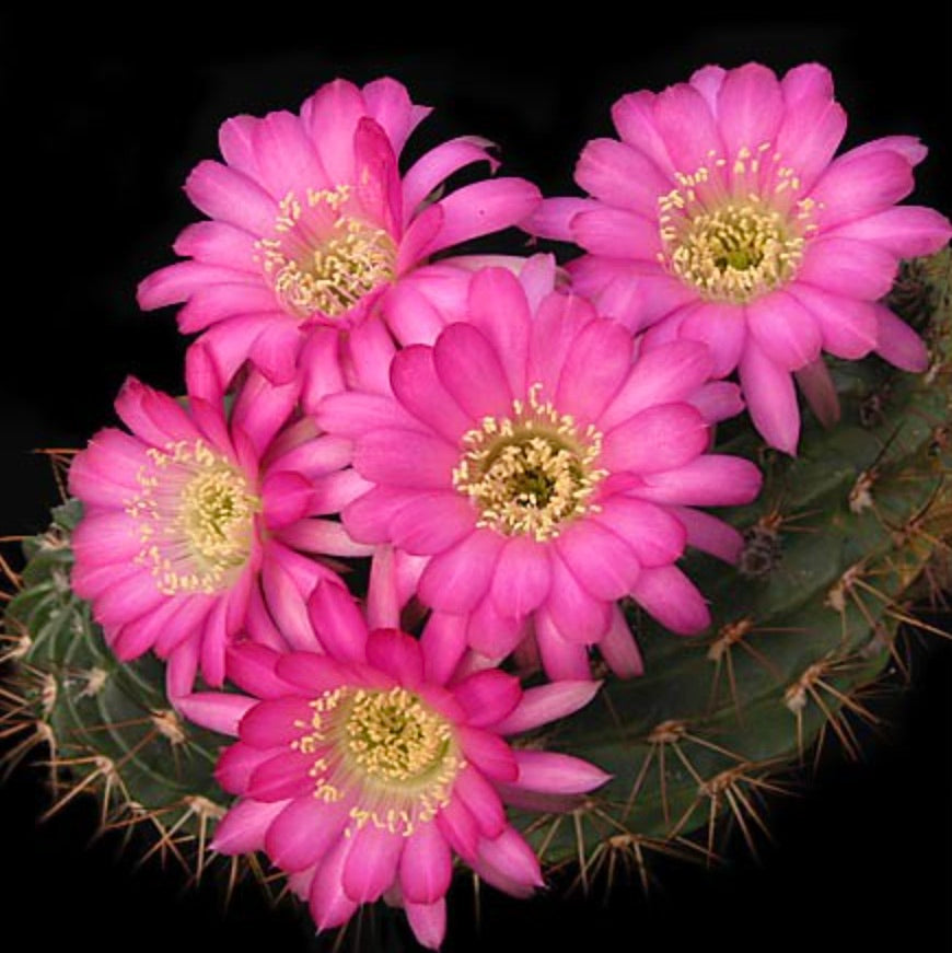 الصبار لوبيفيا بنتلانديي بأزهار وردية زاهية وأشواك حادة عن قرب