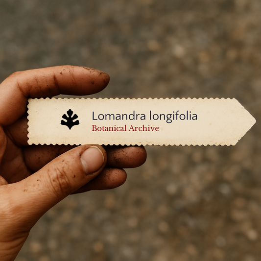 Printed plant label for Lomandra longifolia held by hand with soil-stained fingers