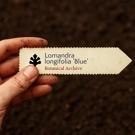 Printed plant label for Lomandra longifolia 'Blue' held over soil background