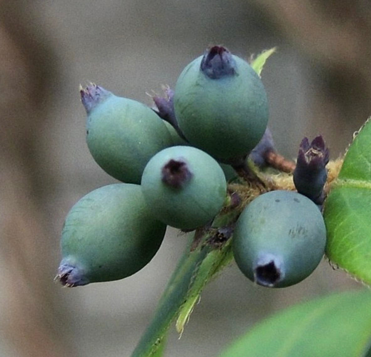 Lonicera henryi cluster of smooth green berries with purple tips on leafy stem