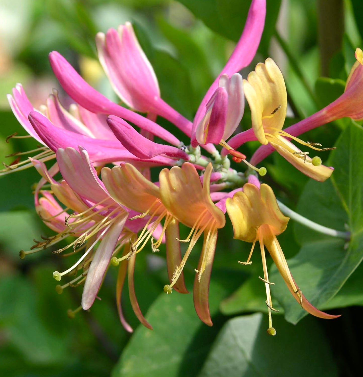 Lonicera henryi vibrant pink and yellow tubular flowers with green foliage background