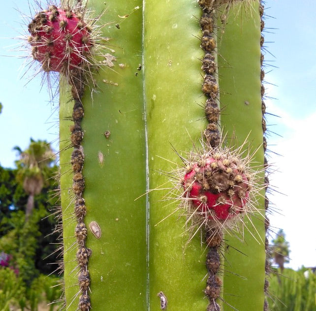 Lophocereus marginatus cactus met groene stam en rode stekelige vruchtclusters close-up