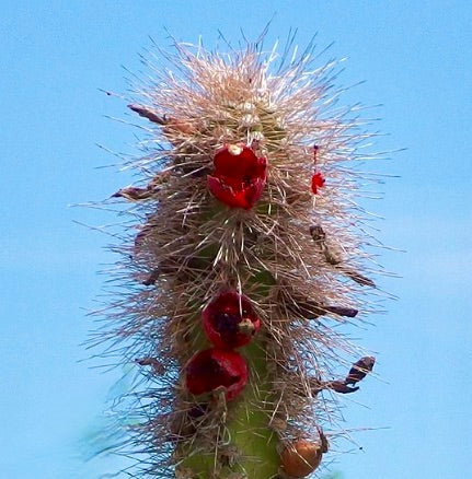 Lophocereus schottii cactus stem with dense spines and small red flowers against blue sky