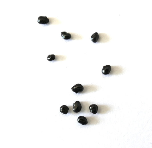 Lophocereus schottii SEEDS