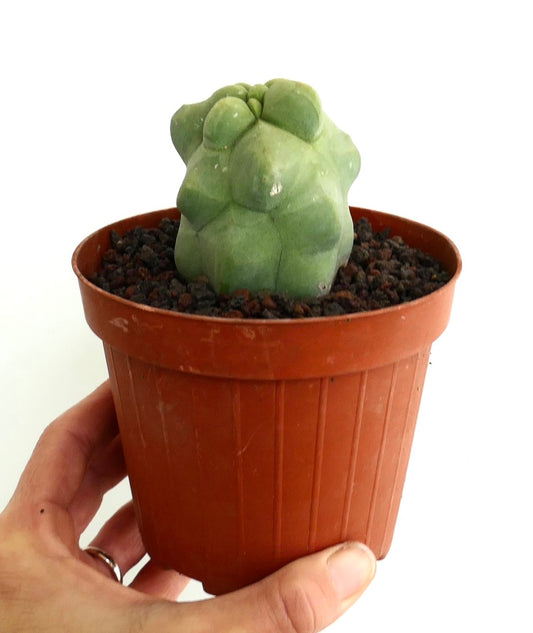 Lophocereus schottii monstruosus cv MAJOR rare succulent cactus with bumpy, irregular green stems in pot