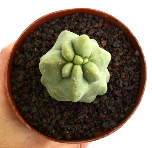 Lophocereus schottii monstruosus cv MAJOR rare succulent cactus with smooth, rounded lobes in small pot