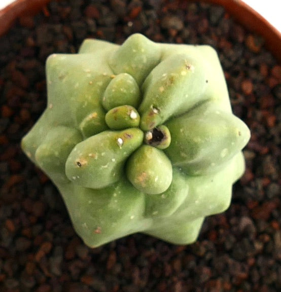 Lophocereus schottii monstruosus rare succulent cactus with irregular bulbous stems and green texture