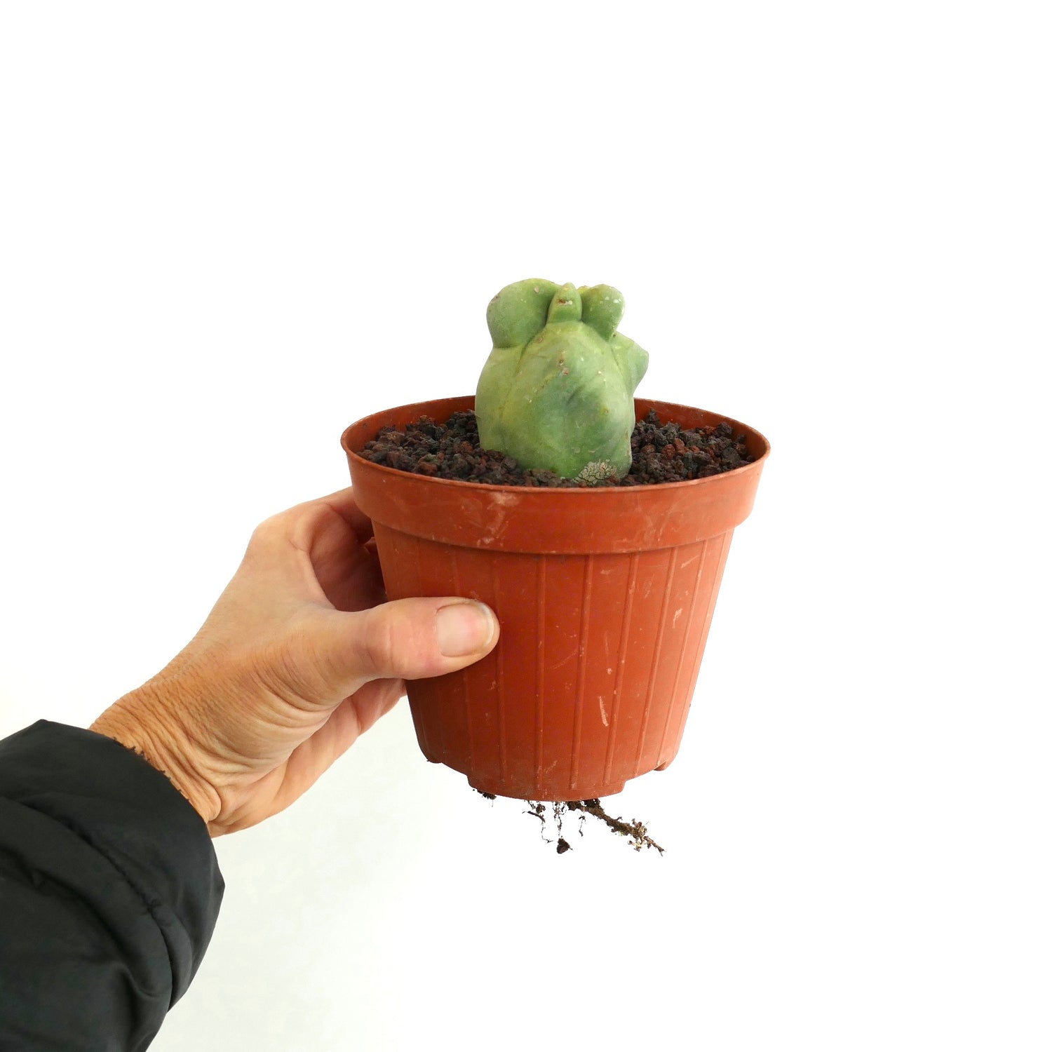 ลอโฟเซรีอัส ชอตตี กระบองเพชรอวบน้ำที่มีการเจริญเติบโตแบบแฉกพิเศษในกระถางขนาดเล็ก