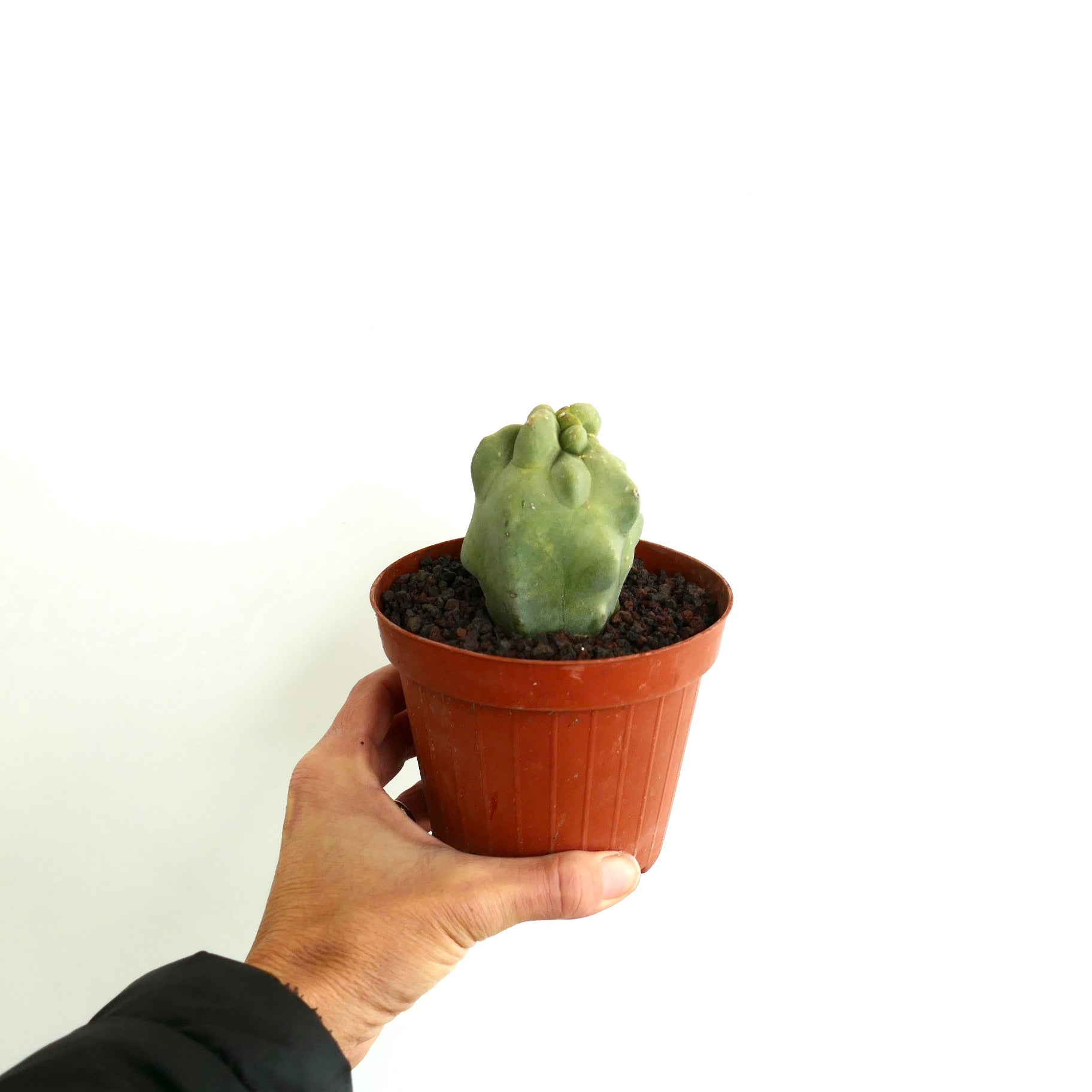 Lophocereus schottii monstruosus rare succulent cactus with bumpy, irregular growth in small pot