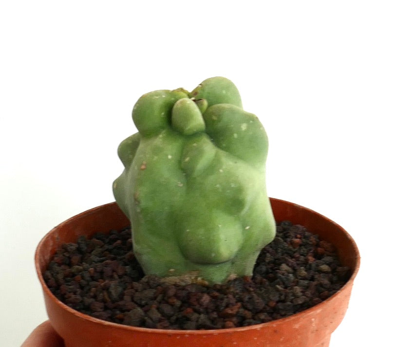 Lophocereus schottii monstruosus rare succulent cactus with bumpy green stems in pot