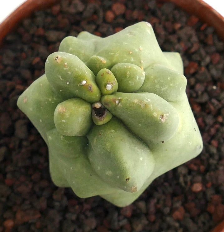 Lophocereus schottii monstruosus rare succulent cactus with thick, irregular green stems and small white spots