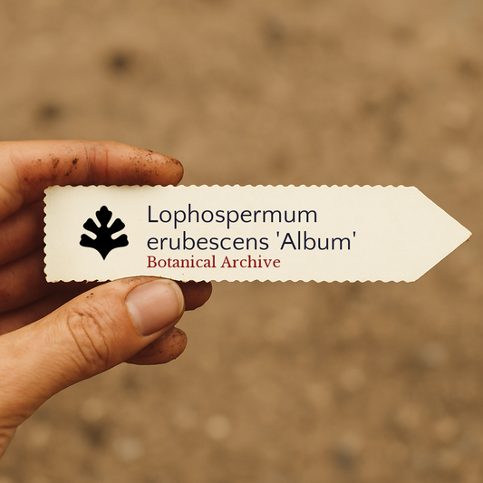 Printed plant label for Lophospermum erubescens 'Album' held by hand with soil background