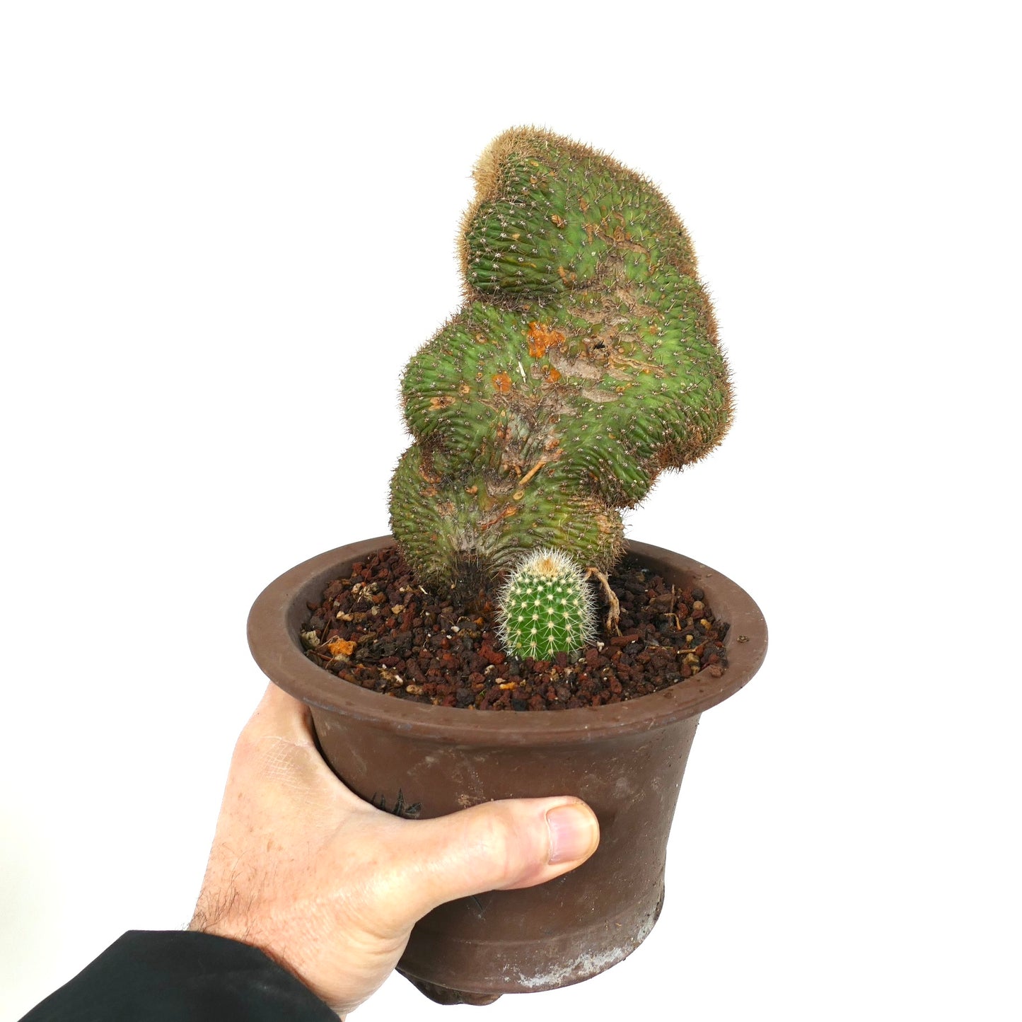 Loxanthocereus aureispinus