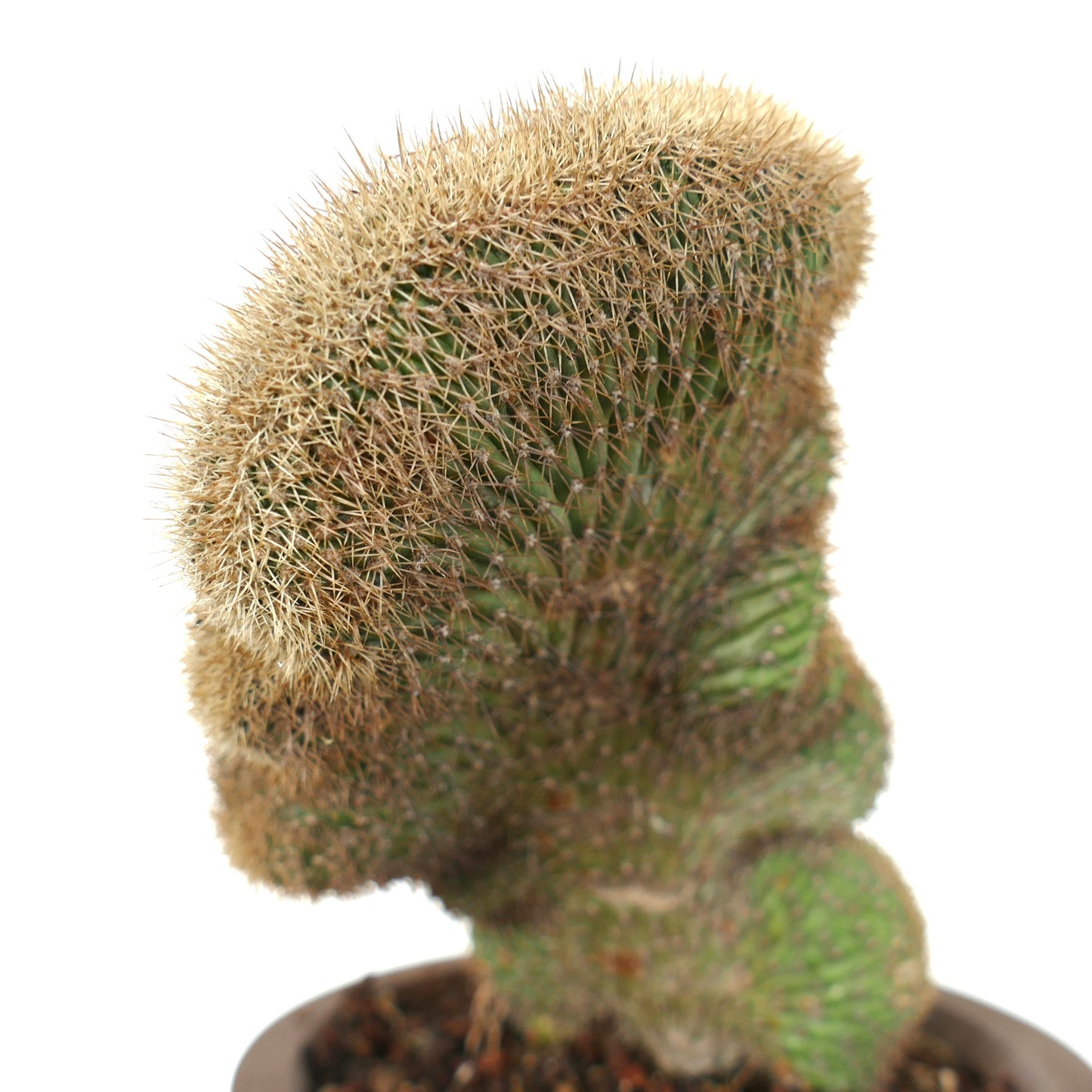 Loxanthocereus aureispinus