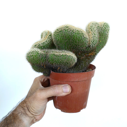 Loxanthocereus aureispinus crested cactus in a small brown plastic pot, showing dense green fan-shaped growth covered in fine golden spines, held in a hand.