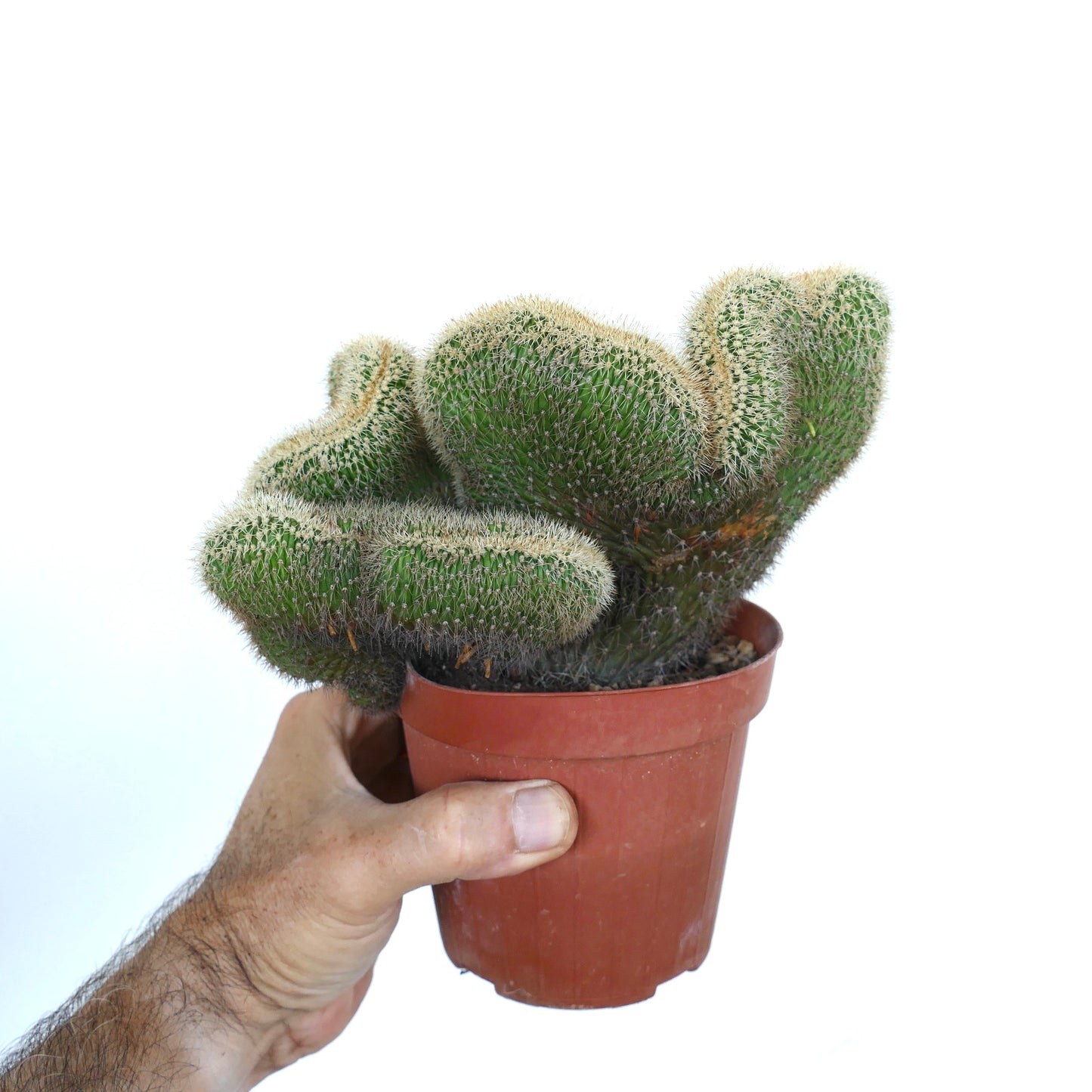 Potted Loxanthocereus aureispinus crested with multiple undulating stems densely packed with yellowish spines, displayed against a white background.