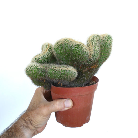 Potted Loxanthocereus aureispinus crested with multiple undulating stems densely packed with yellowish spines, displayed against a white background.