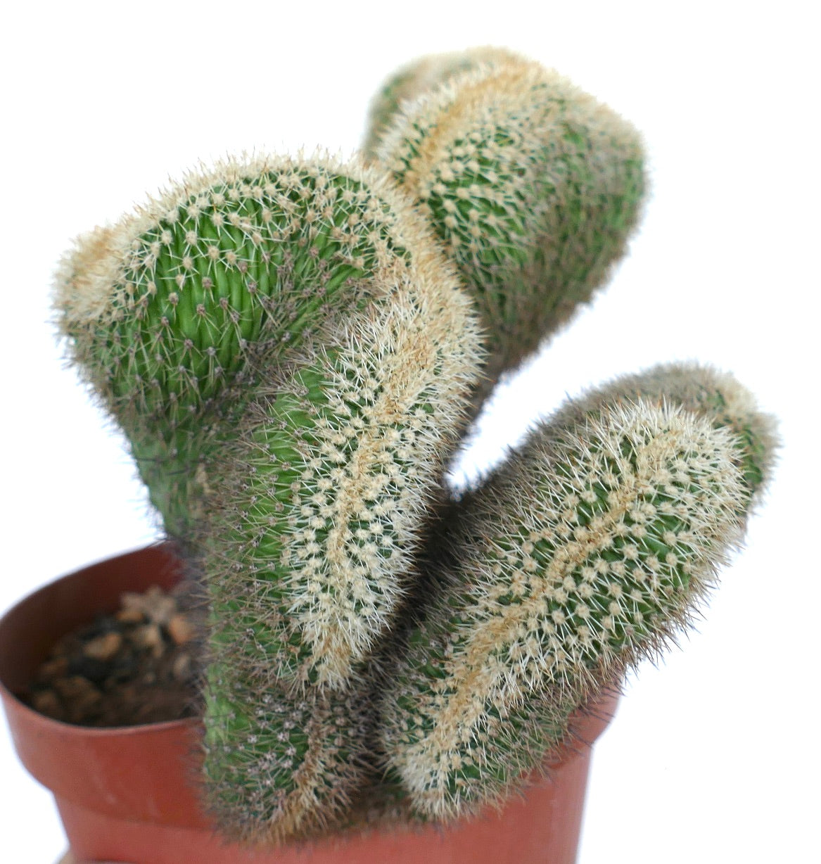 Close-up of Loxanthocereus aureispinus crested cactus, highlighting its wavy ridges and thick covering of pale golden spines.