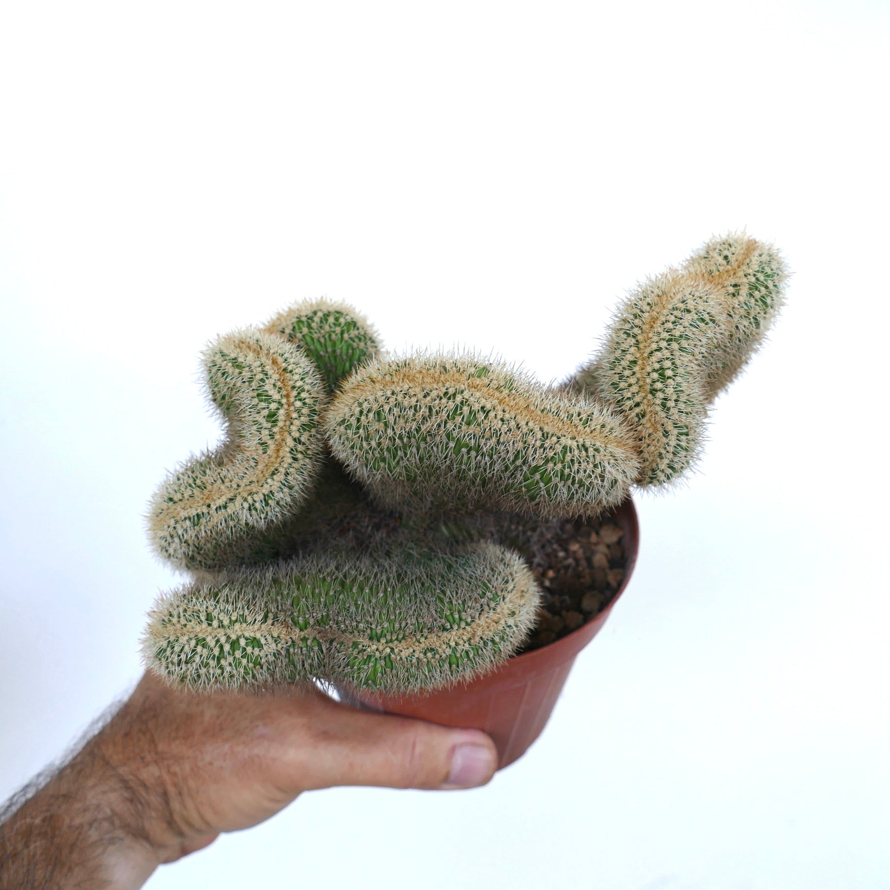 Top view of Loxanthocereus aureispinus crested in a pot, showing its irregular fan-like formation and uniform spiny texture.
