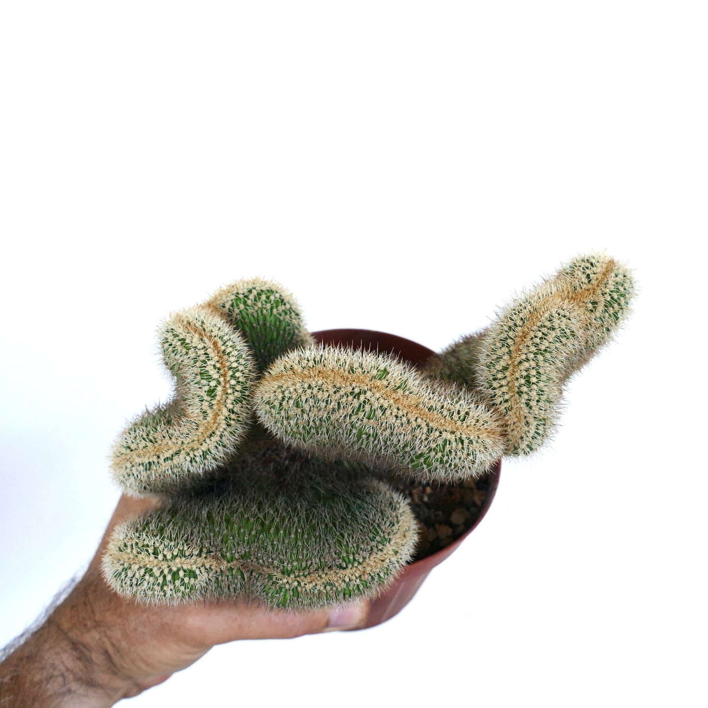 Overhead perspective of Loxanthocereus aureispinus crested, with intertwined green stems forming a clustered crest pattern densely covered in spines.