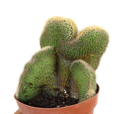 Crested Loxanthocereus aureispinus in pot, showing fan-shaped green growth covered with fine golden spines.