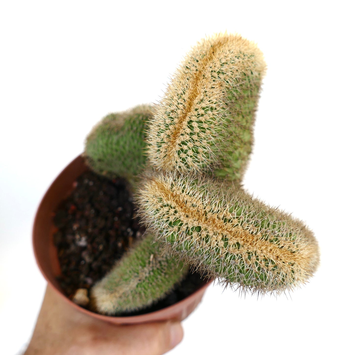 Top view of Loxanthocereus aureispinus crested, highlighting dense golden spination along the crest ridge.