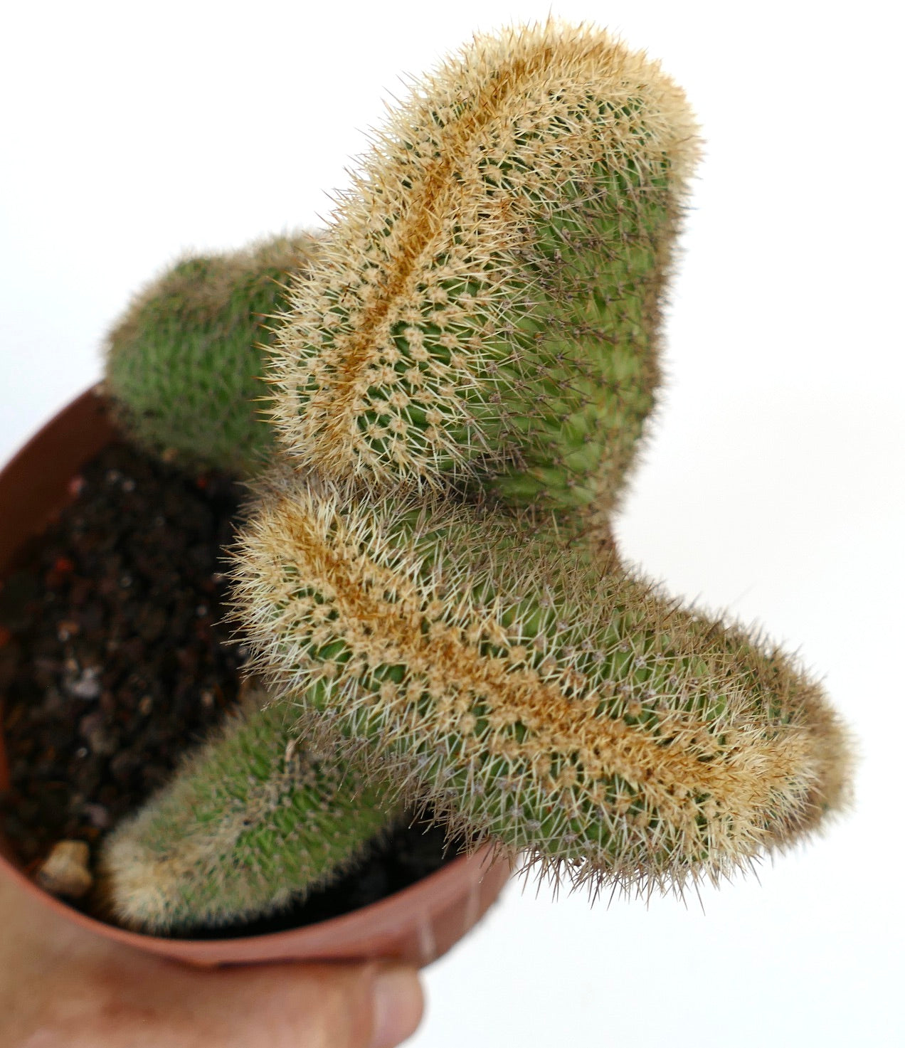 Angled view of Loxanthocereus aureispinus crested cactus, displaying undulating crested form with yellowish spines.