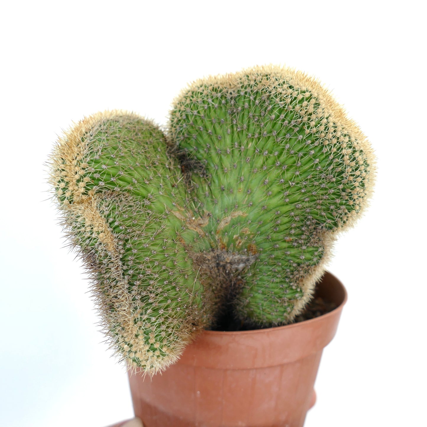 Back view of Loxanthocereus aureispinus crested, with wide flattened growth and evenly distributed spines.