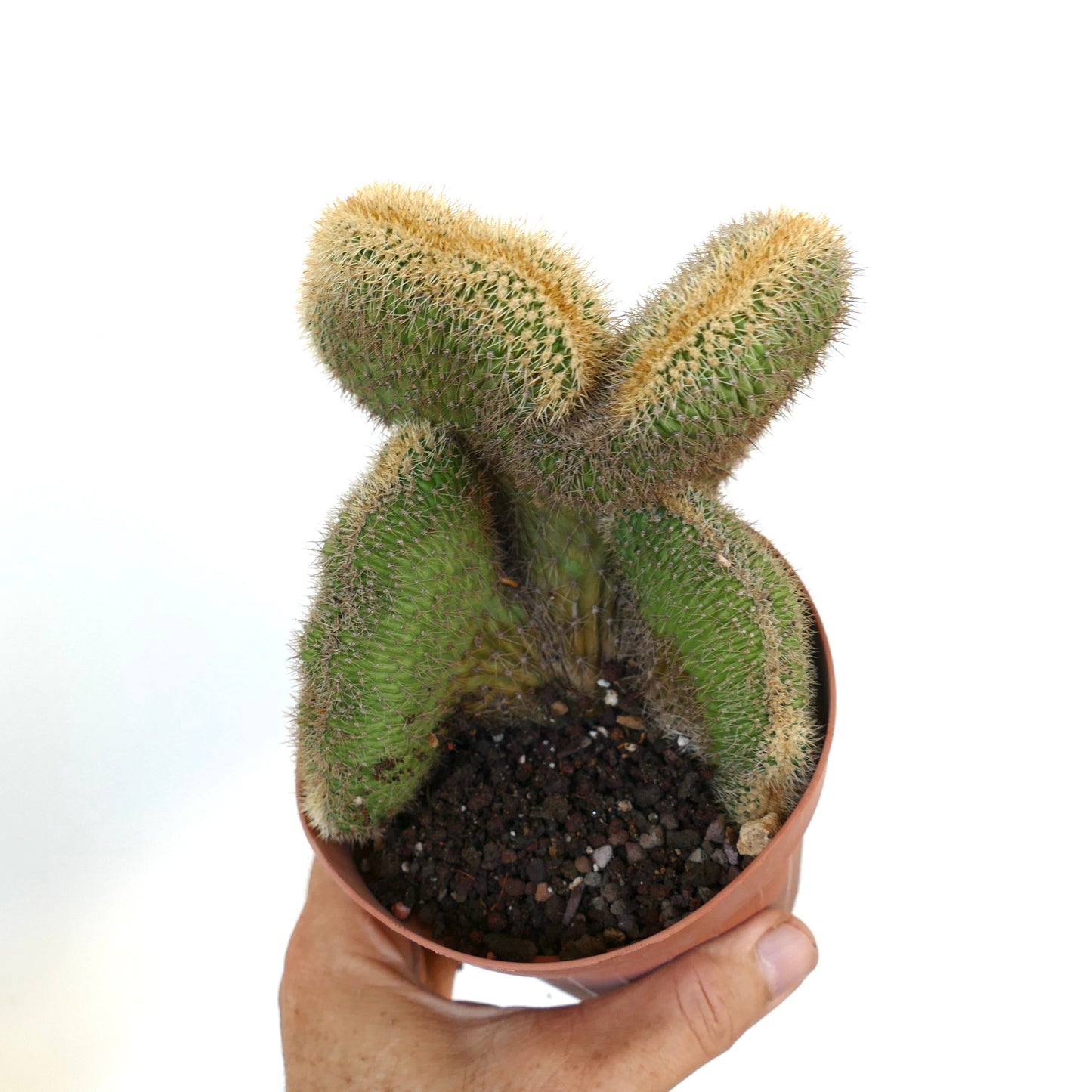 Top-down view of crested Loxanthocereus aureispinus showing branching fan-like shape with golden spine clusters.