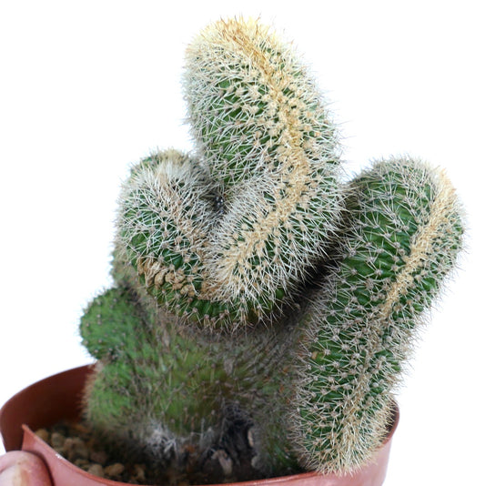 Close-up of Loxanthocereus aureispinus crested in a pot, with green fan-shaped stems densely covered in pale golden spines.