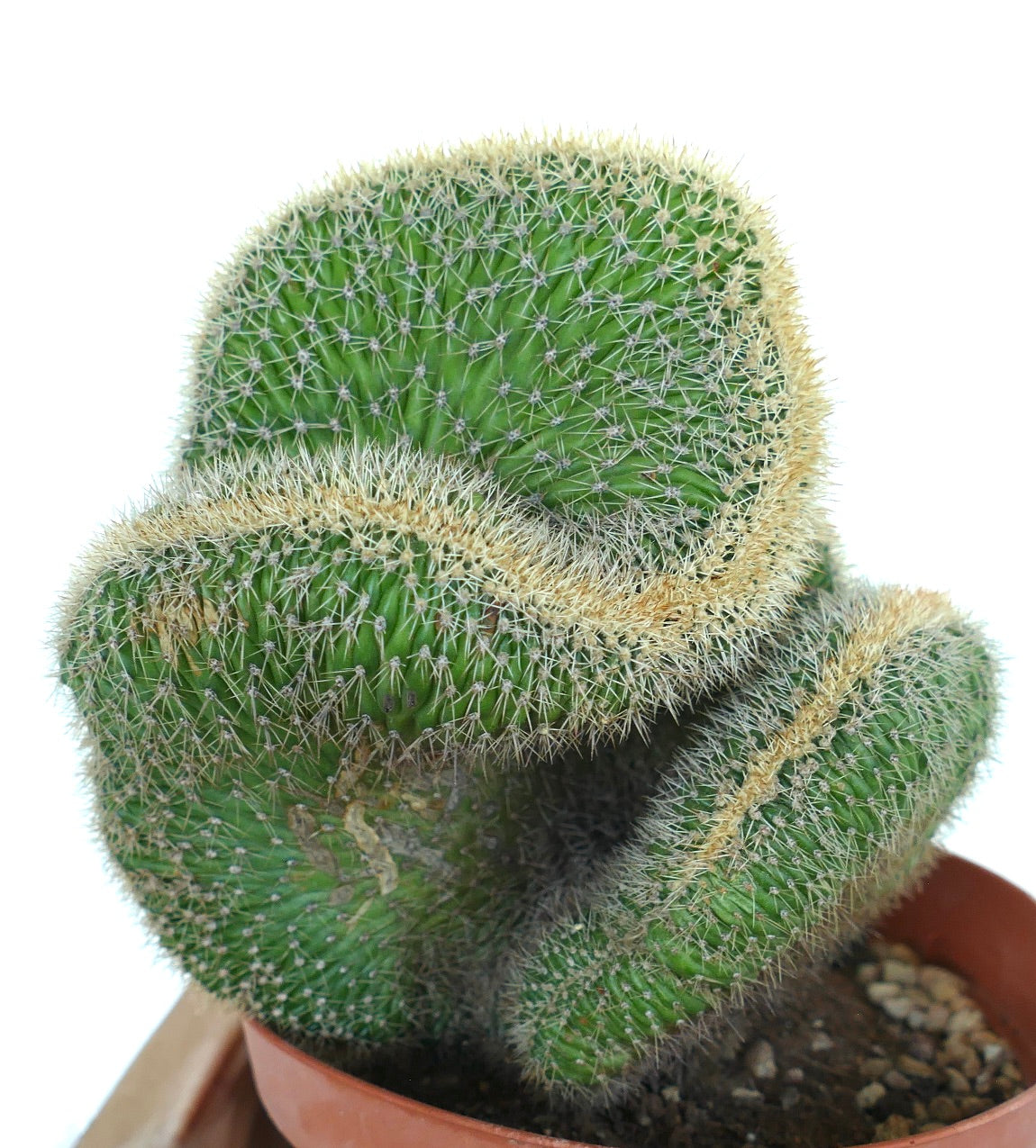 Loxanthocereus aureispinus crested cactus showing broad, wavy, crested growth with a thick layer of yellowish spines.